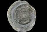 Dactylioceras Ammonite Fossil - England #84921-1